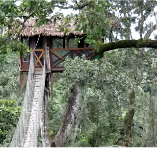 Canopy Tree House