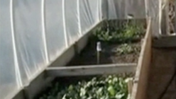 Rooftop farm: Fresh produce from city buildings
