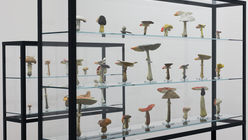 Magic mushroom: Creature comforts in a museum