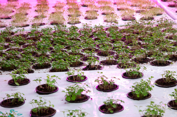 Build a vertical aquaponic veggie & fish farm for small ... LSN : News : Waste not, want not: City farm Plants new seed
