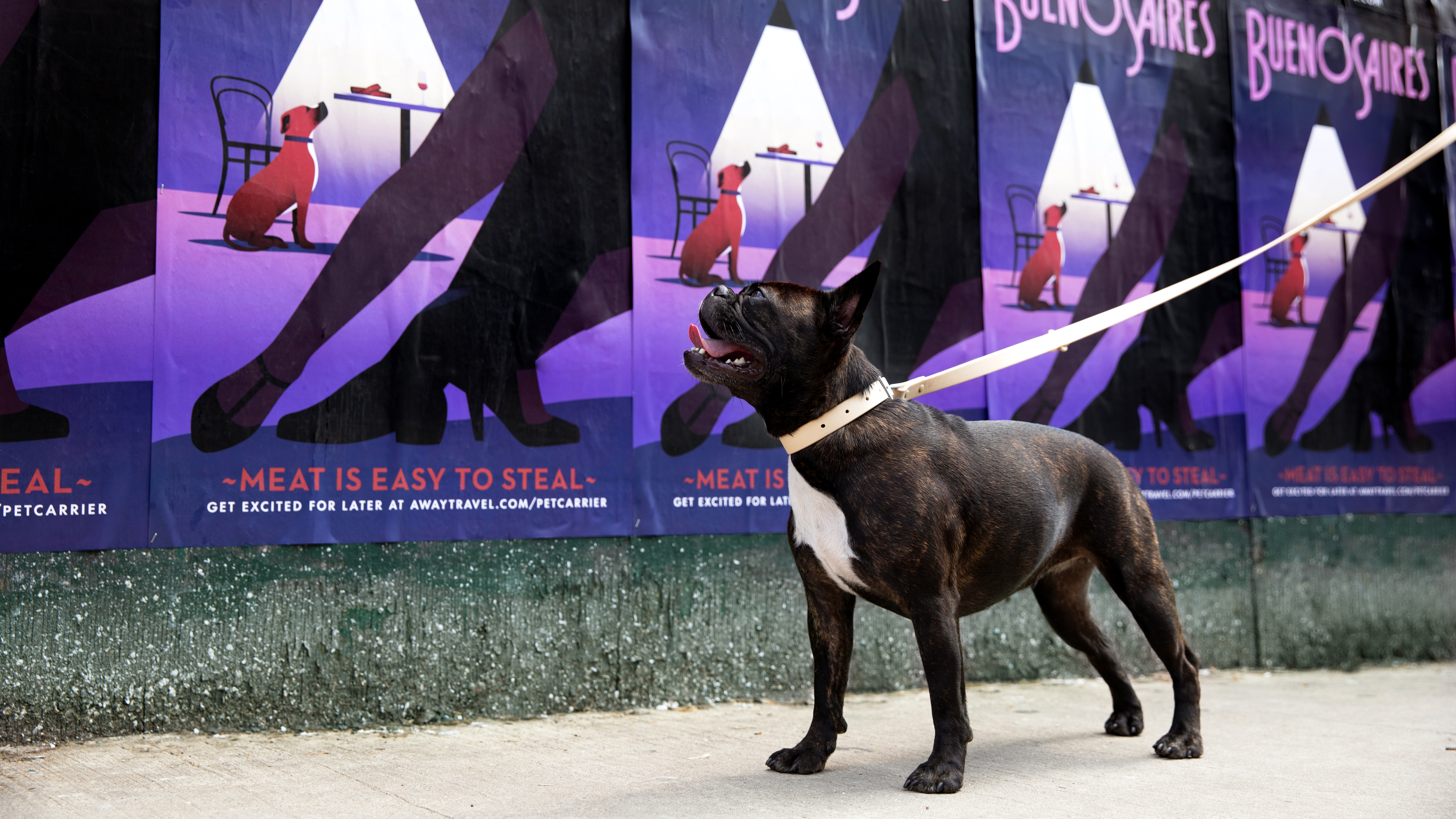 goodyear pet carrier