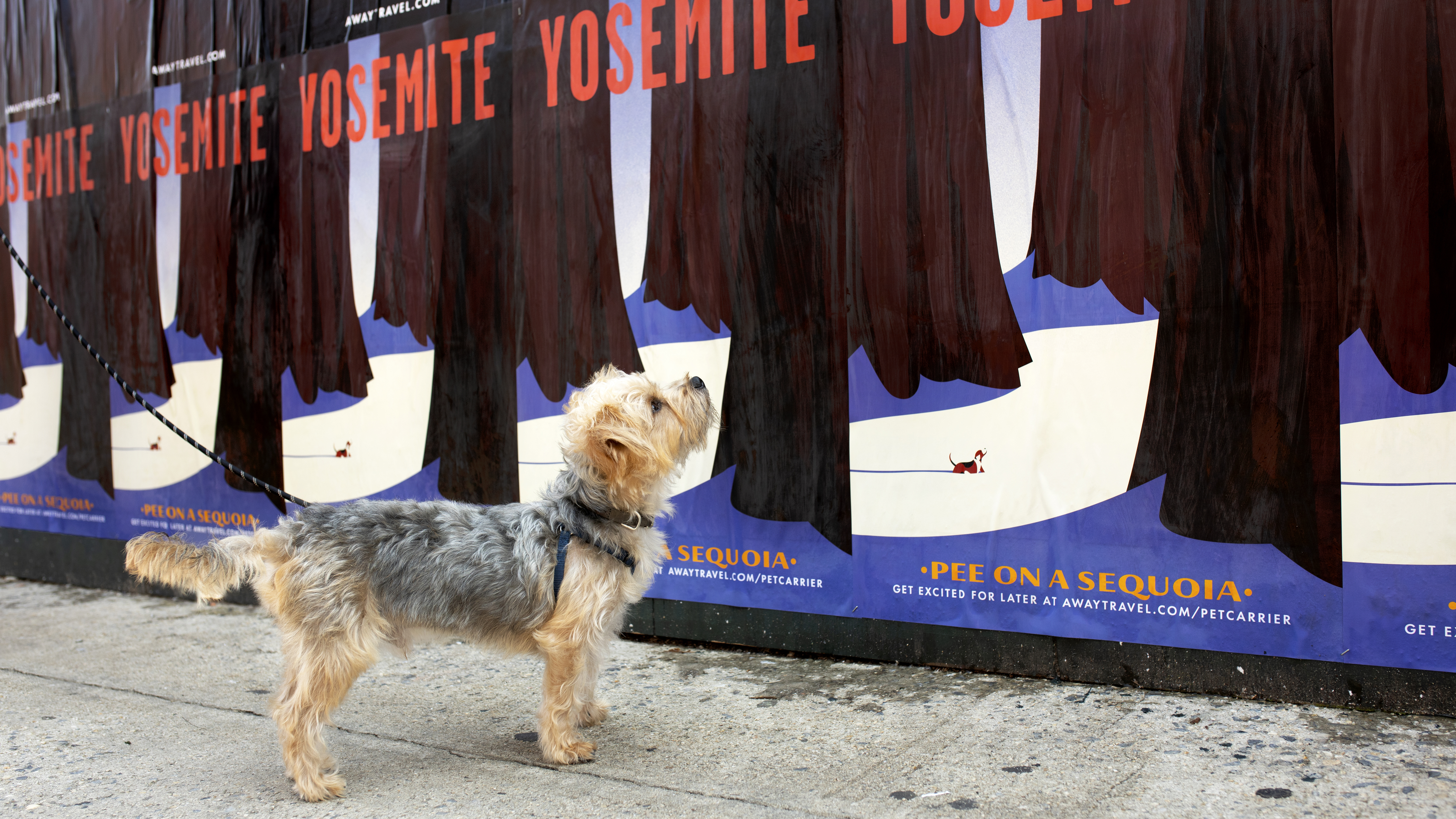 goodyear pet carrier