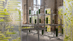 An exhibit exploring algae’s architectural future