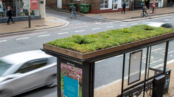 In Leicester, bus stops have become bee sanctuaries