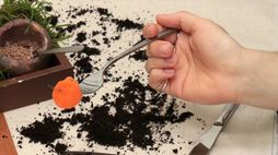 DDW: Dish the Dirt explores the relationship between soil and humans through food