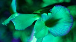 Bio-based serum transforms plants into fluorescent artworks