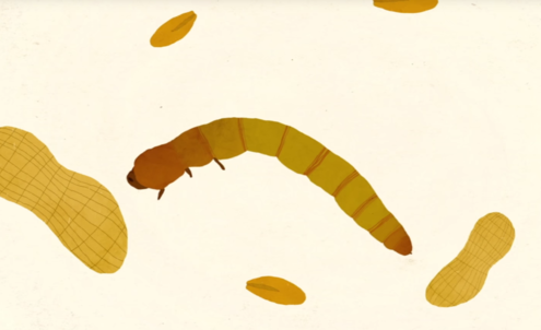 Italbugs is looking to make silkworm waste edible