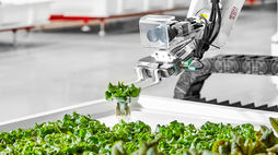 Thought-starter: Will rooftop farms feed the masses?