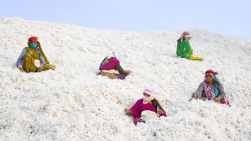 Future-proofing India’s organic cotton farmers