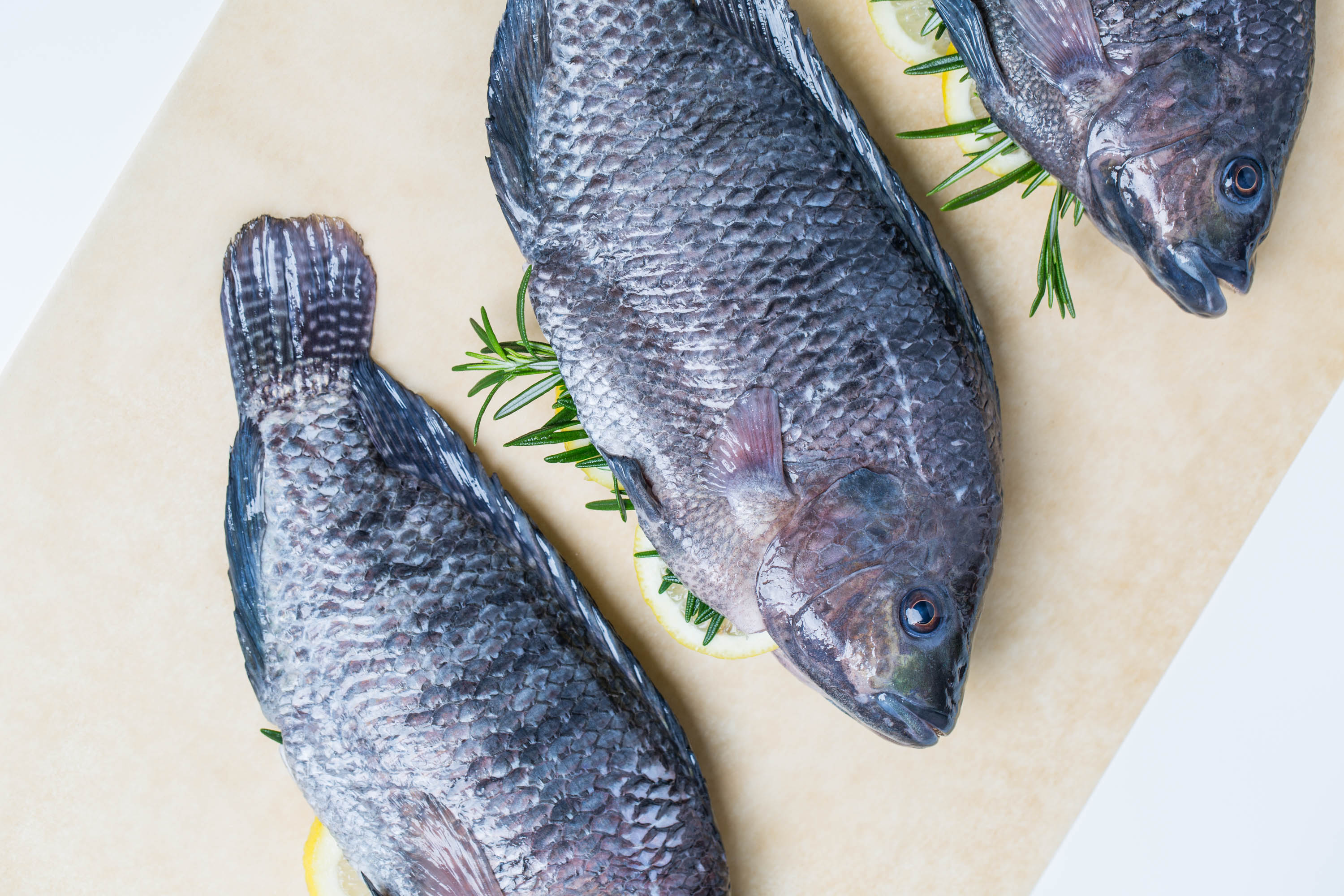 Aquaponics is changing the farm-to-table conversation