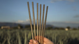 Jose Cuervo launches agave-based bio straws